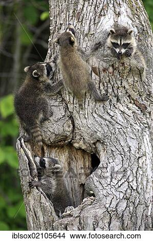Picture - Raccoons (Procyon lotor), kits climbing tree, Minnesota, USA, North America. Fotosearch
