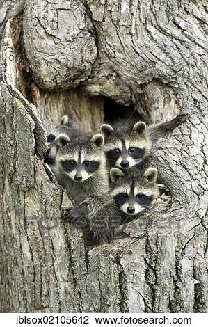 Raccoons (Procyon lotor), kits peeping out of den, portrait, Minnesota, USA, North America View Large Photo Image Stock Image - Raccoons (Procyon lotor), kits peeping out of den, portrait, Minnesota, USA, North America. Fotosearch