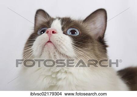 Picture - Ragdoll cat breed. Fotosearch