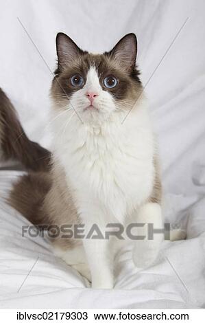 Ragdoll cat breed View Large Photo Image Stock Image - Ragdoll cat breed. Fotosearch