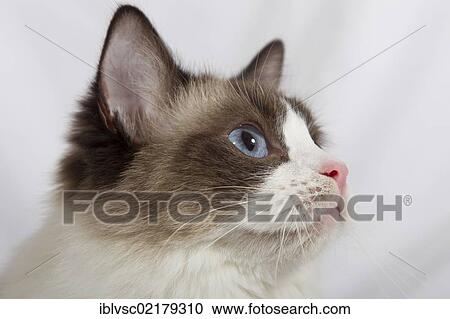 Ragdoll cat breed View Large Photo Image Stock Image - Ragdoll cat breed. Fotosearch
