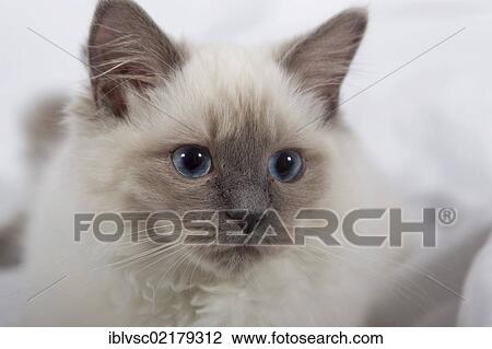 Ragdoll cat breed View Large Photo Image Stock Image - Ragdoll cat breed. Fotosearch