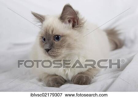 Ragdoll cat breed View Large Photo Image Stock Photo - Ragdoll cat breed. Fotosearch