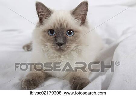 Ragdoll cat breed View Large Photo Image Stock Photo - Ragdoll cat breed. Fotosearch