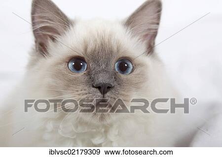 Stock Photo - Ragdoll cat breed. Fotosearch