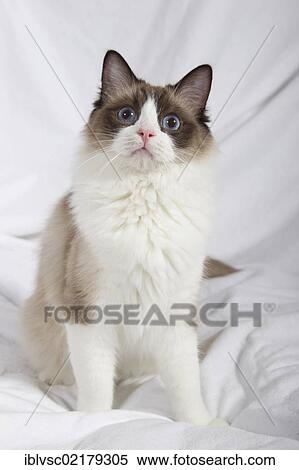Ragdoll cat breed View Large Photo Image Stock Photography - Ragdoll cat breed. Fotosearch