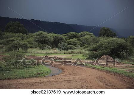 Stock Photo - Rainy season in the Ngorongoro Crater, Serengeti National Park, Tanzania, Africa. Fotosearch