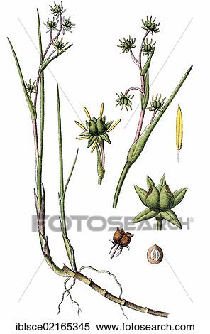 Rannoch-rush (Scheuchzeria palustris), medicinal plant, useful plant, chromolithograph, circa 1790 View Large Photo Image Stock Photography - Rannoch-rush (Scheuchzeria palustris), medicinal plant, useful plant, chromolithograph, circa 1790. Fotosearch