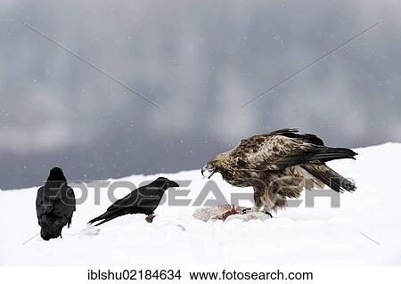 Ravens (Corvus corax) and a Golden Eagle (Aquila chrysaetos), at a bait site, Sinite Kamani Nature Park, Bulgaria, Europe View Large Photo Image Picture - Ravens (Corvus corax) and a Golden Eagle (Aquila chrysaetos), at a bait site, Sinite Kamani Nature Park, Bulgaria, Europe. Fotosearch