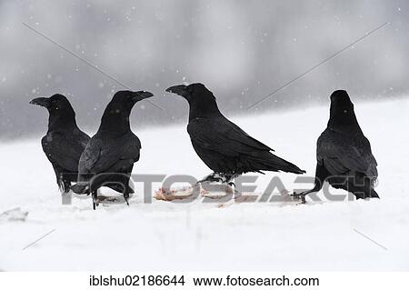 Picture - Ravens (Corvus corax), at a bait site, Sinite Kamani Nature Park, Bulgaria, Europe. Fotosearch
