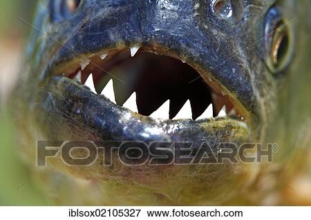 Stock Photo - Red-bellied piranha (Pygocentrus nattereri), adult, portrait, Pantanal, Brazil, South America. Fotosearch