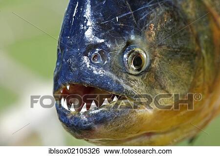Stock Photograph - Red-bellied piranha (Pygocentrus nattereri), adult, portrait, Pantanal, Brazil, South America. Fotosearch