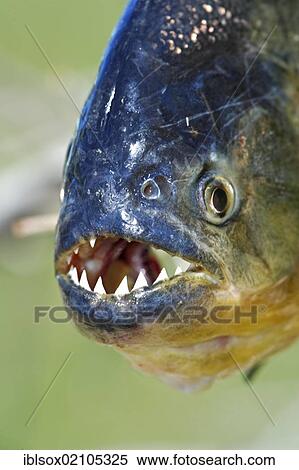 Red-bellied piranha (Pygocentrus nattereri), adult, portrait, Pantanal, Brazil, South America View Large Photo Image Stock Photography - Red-bellied piranha (Pygocentrus nattereri), adult, portrait, Pantanal, Brazil, South America. Fotosearch