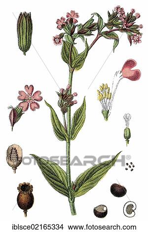 Red Campion (Silene dioica), medicinal plant, useful plant, chromolithograph, circa 1790 View Large Photo Image Picture - Red Campion (Silene dioica), medicinal plant, useful plant, chromolithograph, circa 1790. Fotosearch