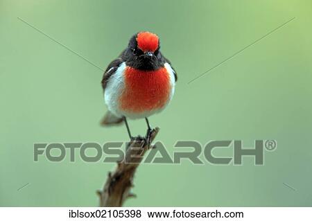 Red-capped Robin (Petroica goodenovii), adult, perched on branch, Outback, Northern Territory, Australia, Oceania View Large Photo Image Stock Photo - Red-capped Robin (Petroica goodenovii), adult, perched on branch, Outback, Northern Territory, Australia, Oceania. Fotosearch