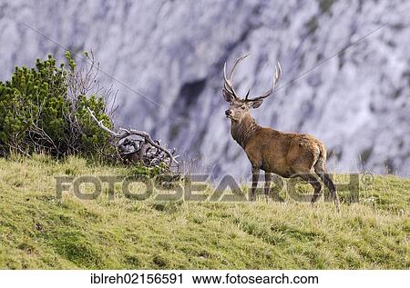 Red Deer (Cervus elaphus), Nauders Alm alpine pasture, Karwendel Mountains, Tyrol, Austria, Europe View Large Photo Image Stock Image - Red Deer (Cervus elaphus), Nauders Alm alpine pasture, Karwendel Mountains, Tyrol, Austria, Europe. Fotosearch