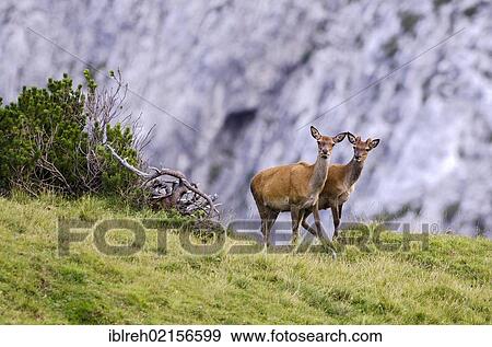 Stock Photo - Red Deer (Cervus elaphus), Nauders Alm alpine pasture, Karwendel Mountains, Tyrol, Austria, Europe. Fotosearch