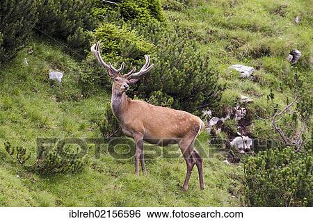 Red Deer (Cervus elaphus), Nauders Alm alpine pasture, Karwendel Mountains, Tyrol, Austria, Europe View Large Photo Image Stock Photograph - Red Deer (Cervus elaphus), Nauders Alm alpine pasture, Karwendel Mountains, Tyrol, Austria, Europe. Fotosearch