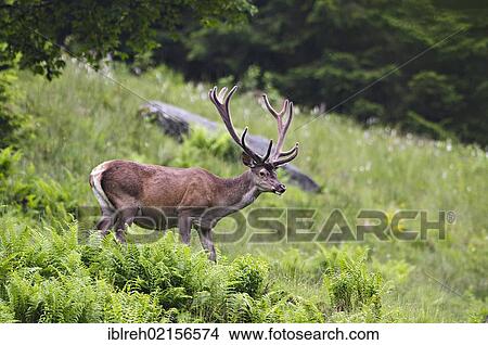 Picture - Red Deer (Cervus elaphus), Tyrol, Austria, Europe. Fotosearch