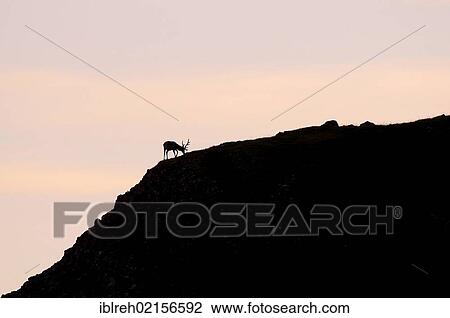 Red Deer (Cervus elaphus), with backlighting, Nauders Alm alpine pasture, Karwendel Mountains, Tyrol, Austria, Europe View Large Photo Image Stock Image - Red Deer (Cervus elaphus), with backlighting, Nauders Alm alpine pasture, Karwendel Mountains, Tyrol, Austria, Europe. Fotosearch