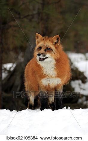Picture - Red Fox (Vulpes vulpes), adult, foraging for food, snow, Montana, USA, North America. Fotosearch