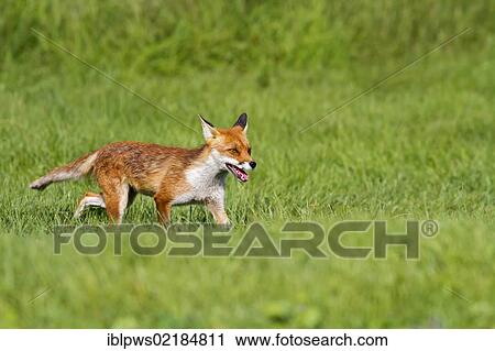 Red fox (Vulpes vulpes) in grass, south east England, United Kingdom, Europe View Large Photo Image Stock Image - Red fox (Vulpes vulpes) in grass, south east England, United Kingdom, Europe. Fotosearch
