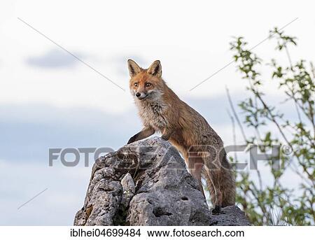 Red fox (Vulpes vulpes) on rock, looking out, Gesäuse National Park National Park, Styria, Austria, Europe View Large Photo Image Picture - Red fox (Vulpes vulpes) on rock, looking out, Gesäuse National Park National Park, Styria, Austria, Europe. Fotosearch