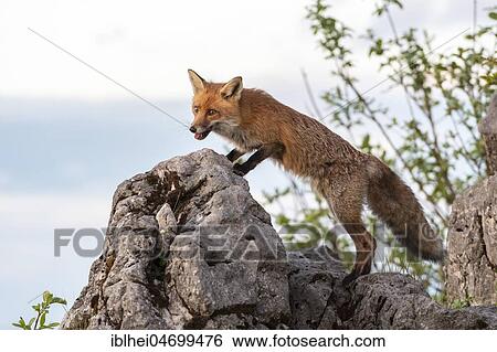 Red fox (Vulpes vulpes) on rock, looking out, Gesäuse National Park National Park, Styria, Austria, Europe View Large Photo Image Stock Photograph - Red fox (Vulpes vulpes) on rock, looking out, Gesäuse National Park National Park, Styria, Austria, Europe. Fotosearch