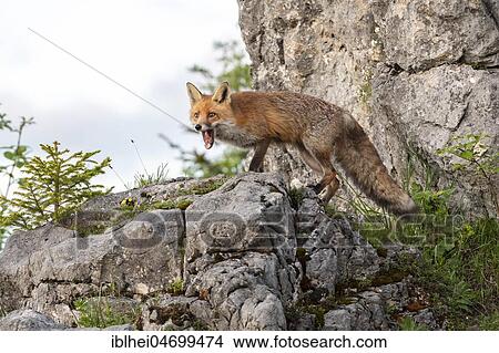 Picture - Red fox (Vulpes vulpes) on rocks, yawning, Gesäuse National Park National Park, Styria, Austria, Europe. Fotosearch
