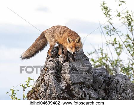 Red fox (Vulpes vulpes) on rocks, attentively, Gesäuse National Park National Park, Styria, Austria, Europe View Large Photo Image Stock Image - Red fox (Vulpes vulpes) on rocks, attentively, Gesäuse National Park National Park, Styria, Austria, Europe. Fotosearch