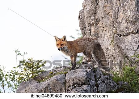 Stock Image - Red fox (Vulpes vulpes) stands on rocks, Gesäuse National Park National Park, Styria, Austria, Europe. Fotosearch