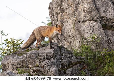 Stock Photo - Red fox (Vulpes vulpes) stands on rocks, Gesäuse National Park National Park, Styria, Austria, Europe. Fotosearch