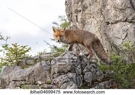 Stock Photography - Red fox (Vulpes vulpes) stands on rocks, view into the camera, Gesäuse National Park National Park, Styria, Austria, Europe. Fotosearch