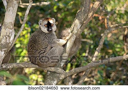 Red-fronted Lemur (Lemur fulvus rufus), adult in a tree, Berenty Reserve, Madagascar, Africa View Large Photo Image Stock Image - Red-fronted Lemur (Lemur fulvus rufus), adult in a tree, Berenty Reserve, Madagascar, Africa. Fotosearch
