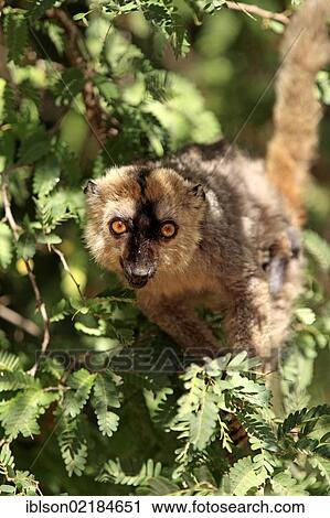 Red-fronted Lemur (Lemur fulvus rufus), adult in a tree, Berenty Reserve, Madagascar, Africa View Large Photo Image Stock Image - Red-fronted Lemur (Lemur fulvus rufus), adult in a tree, Berenty Reserve, Madagascar, Africa. Fotosearch