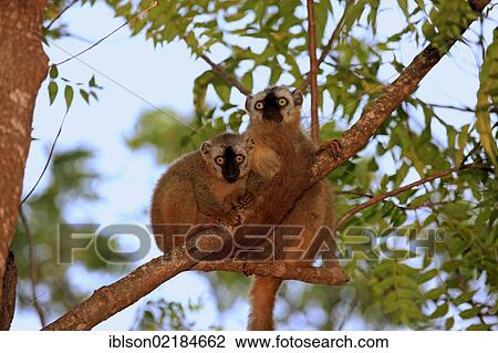 Red-fronted Lemur (Lemur fulvus rufus), two adults in a tree, Berenty Reserve, Madagascar, Africa View Large Photo Image Stock Image - Red-fronted Lemur (Lemur fulvus rufus), two adults in a tree, Berenty Reserve, Madagascar, Africa. Fotosearch