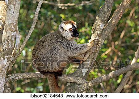 Red-fronted Lemur (Lemur fulvus rufus), adult in a tree, Berenty Reserve, Madagascar, Africa View Large Photo Image Stock Photo - Red-fronted Lemur (Lemur fulvus rufus), adult in a tree, Berenty Reserve, Madagascar, Africa. Fotosearch