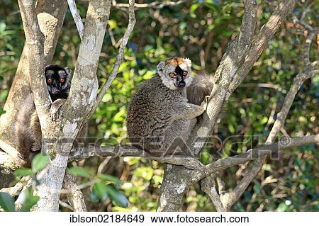 Stock Photo - Red-fronted Lemur (Lemur fulvus rufus), adult in a tree, Berenty Reserve, Madagascar, Africa. Fotosearch