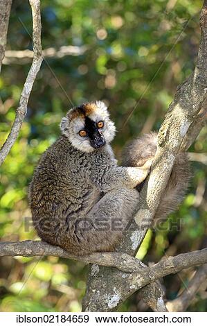 Red-fronted Lemur (Lemur fulvus rufus), adult in a tree, Berenty Reserve, Madagascar, Africa View Large Photo Image Stock Photo - Red-fronted Lemur (Lemur fulvus rufus), adult in a tree, Berenty Reserve, Madagascar, Africa. Fotosearch