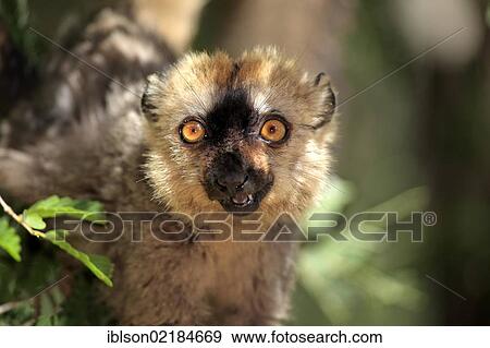 Red-fronted Lemur (Lemur fulvus rufus), adult, portrait, Berenty Reserve, Madagascar, Africa View Large Photo Image Stock Photo - Red-fronted Lemur (Lemur fulvus rufus), adult, portrait, Berenty Reserve, Madagascar, Africa. Fotosearch