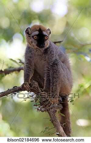 Stock Photograph - Red-fronted Lemur (Lemur fulvus rufus), adult in a tree, Berenty Reserve, Madagascar, Africa. Fotosearch