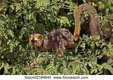 Stock Photography - Red-fronted Lemur (Lemur fulvus rufus), adult in a tree, Berenty Reserve, Madagascar, Africa. Fotosearch