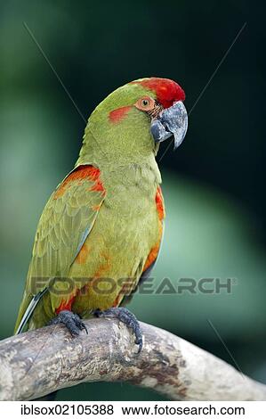 Stock Photo - Red-fronted Macaw (Ara rubrogenys), adult, perched on tree, Florida, USA, North America. Fotosearch