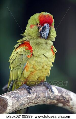 Stock Photo - Red-fronted Macaw (Ara rubrogenys), adult, perched on tree, Florida, USA, North America. Fotosearch