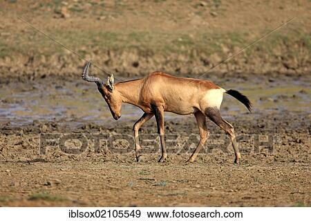 Red Hartebeest (Alcelaphus buselaphus selbornei), adult, walking, Mountain Zebra National Park, South Africa, Africa View Large Photo Image Stock Photo - Red Hartebeest (Alcelaphus buselaphus selbornei), adult, walking, Mountain Zebra National Park, South Africa, Africa. Fotosearch