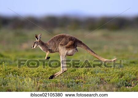 Stock Image - Red Kangaroo (Macropus rufus), adult, jumping, Tibooburra, Sturt National Park, New South Wales, Australia, Oceania. Fotosearch