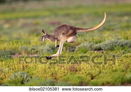 Red Kangaroo (Macropus rufus), adult, jumping, Tibooburra, Sturt National Park, New South Wales, Australia, Oceania View Large Photo Image Stock Image - Red Kangaroo (Macropus rufus), adult, jumping, Tibooburra, Sturt National Park, New South Wales, Australia, Oceania. Fotosearch