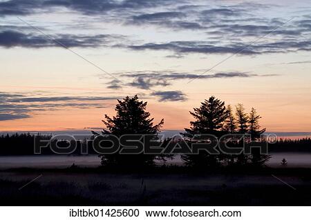 Red Spruces (Picea rubens) in evening light, Denmark, Europe View Large Photo Image Stock Image - Red Spruces (Picea rubens) in evening light, Denmark, Europe. Fotosearch