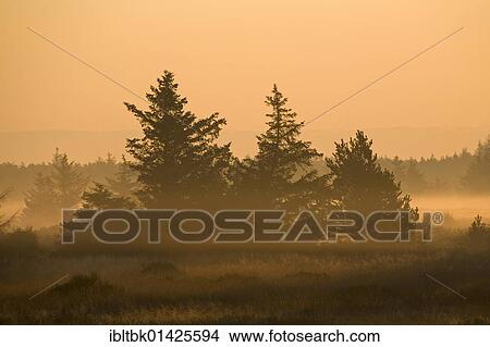 Picture - Red Spruces (Picea rubens) in morning light, Denmark, Europe. Fotosearch