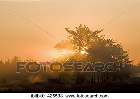 Red Spruces (Picea rubens) in morning light, Denmark, Europe View Large Photo Image Stock Image - Red Spruces (Picea rubens) in morning light, Denmark, Europe. Fotosearch